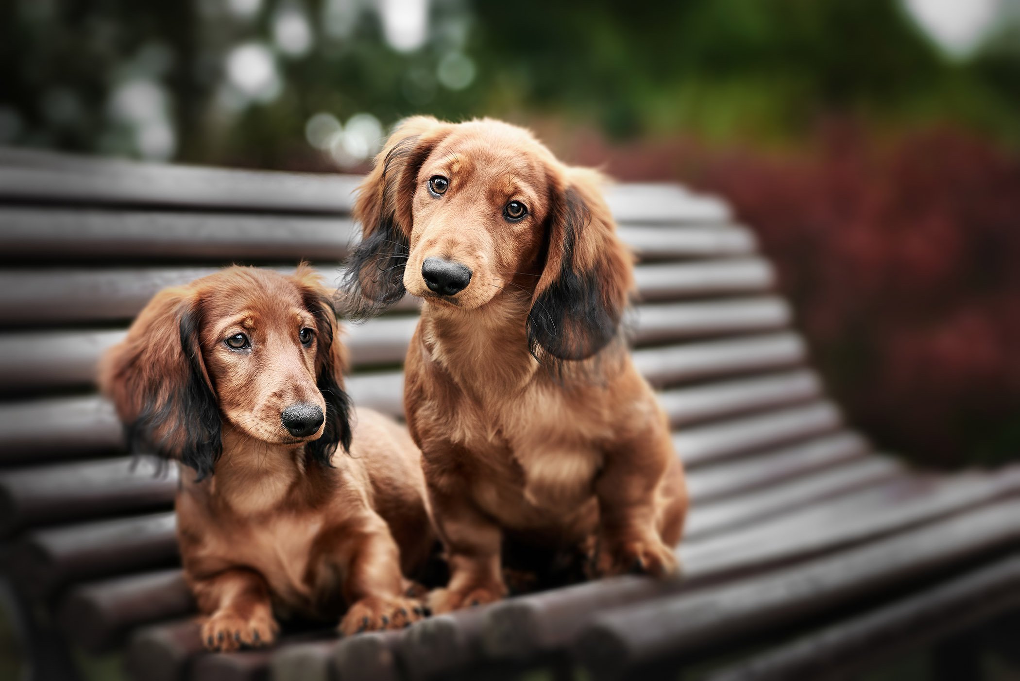 British short hair cat and golden retriever